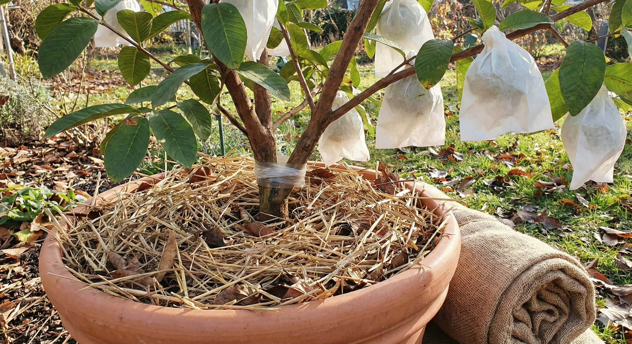 अमरूद के पौधे को नुकसान से बचाना है तो सर्दियों में अपनाएं ये खास टिप्स, मिलेंगे फायदे